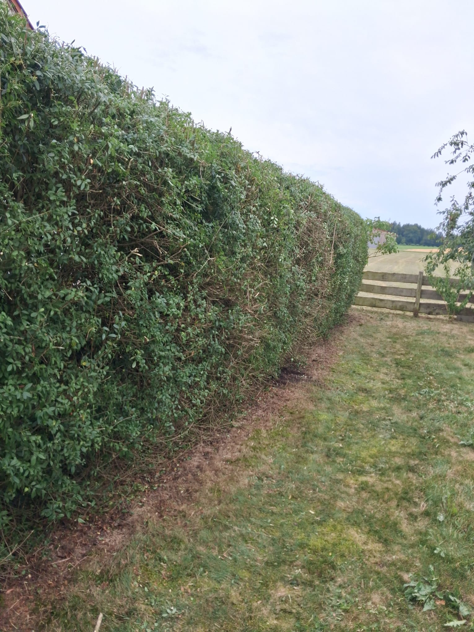Hecke am Feldrand geschnitten – Nachher – Kormanns Gartenpflege